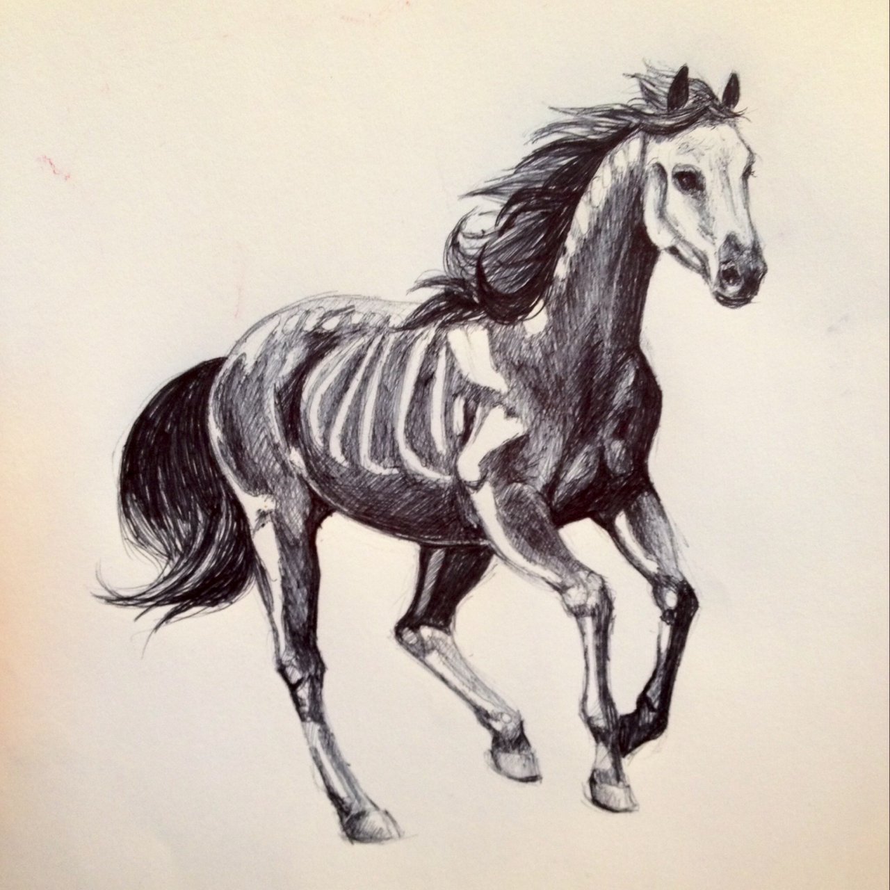 Horse Skeleton Drawing at Explore collection of