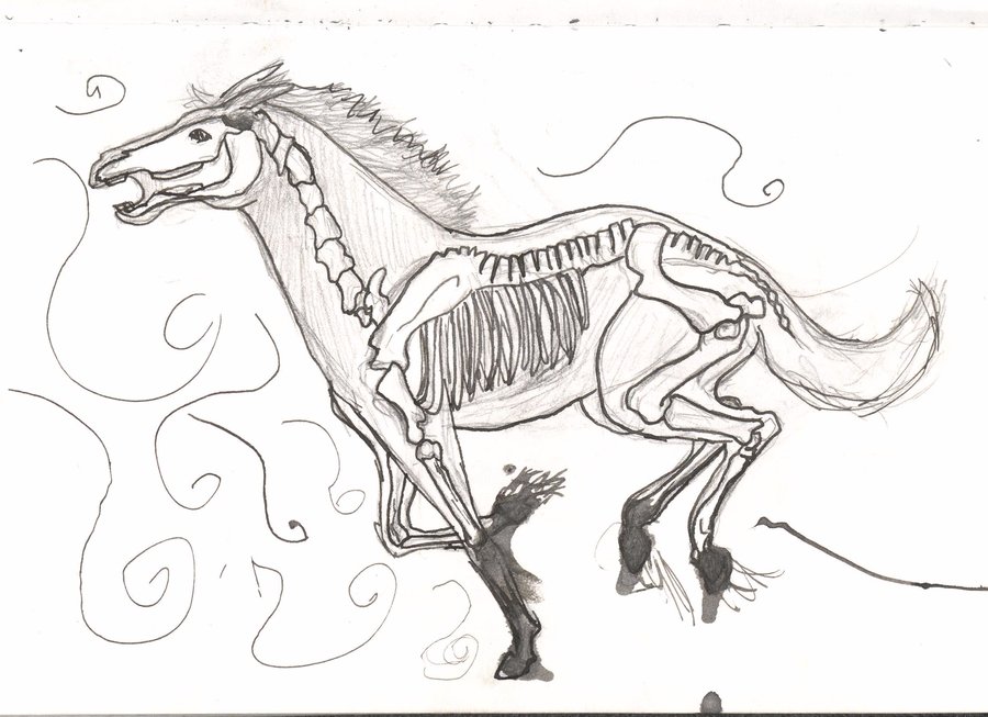 900x653 Horse Drawing Skeleton For Free Download - Horse Skeleton Drawing