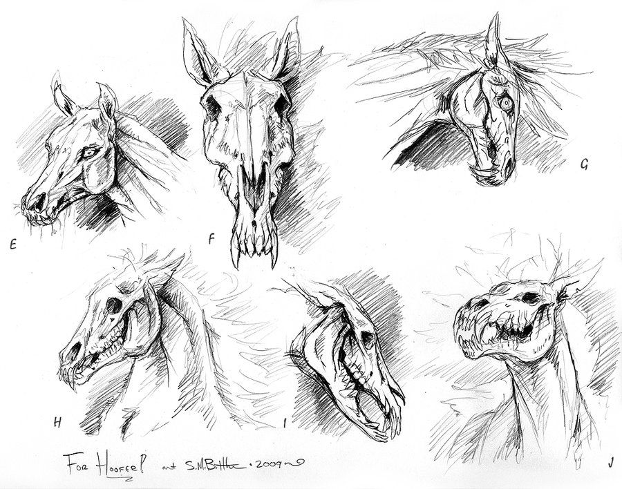 Horse Skeleton Drawing at Explore collection of