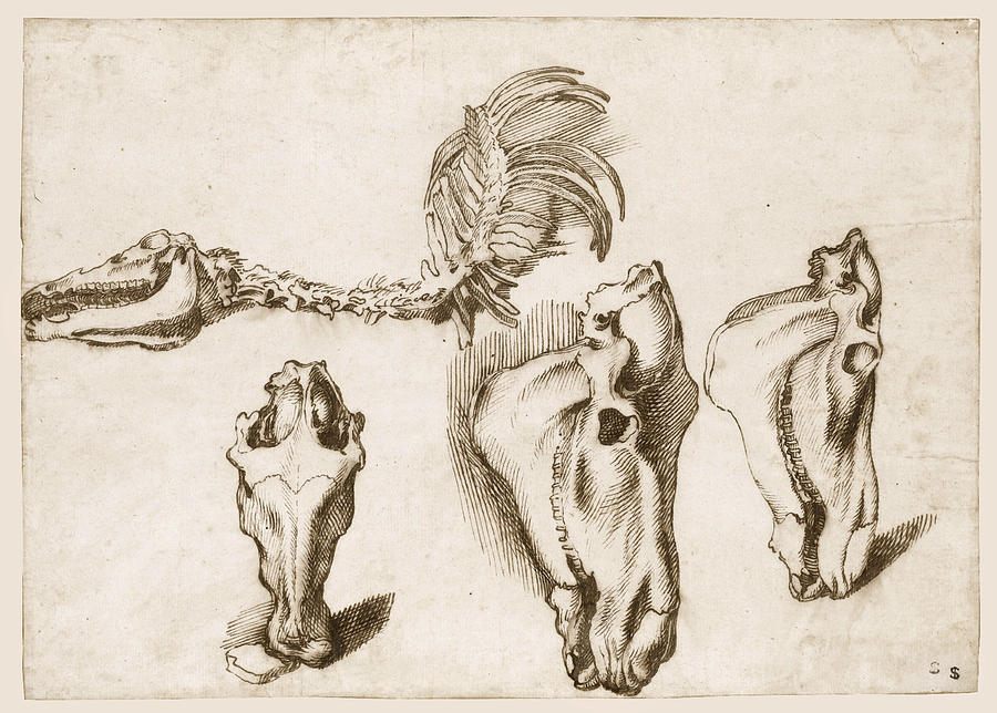 900x644 Studies Of The Skeleton And Skull Of A Horse Drawing - Horse Skeleton Drawing