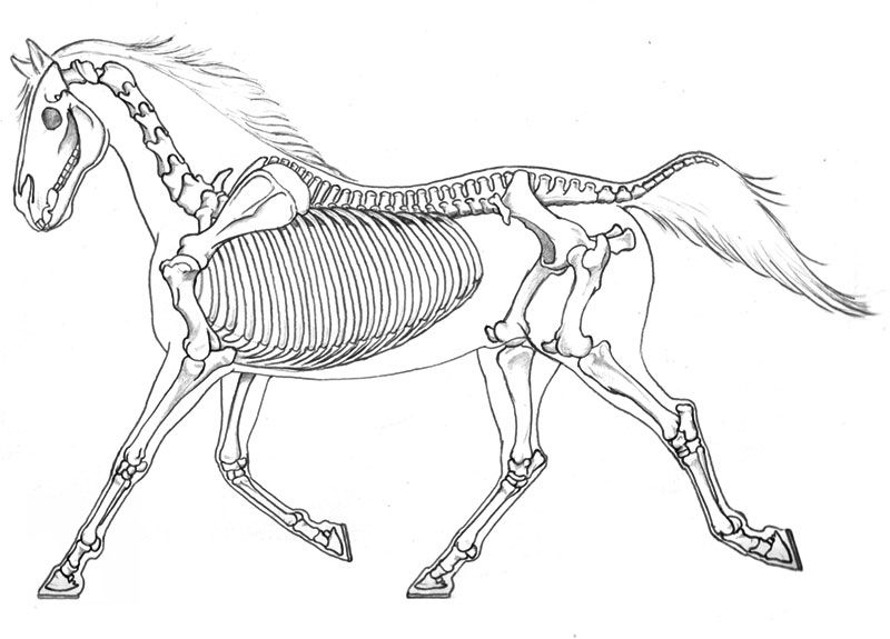 800x575 drawing of horse skeleton anneke saveur index - Horse Skeleton Drawing