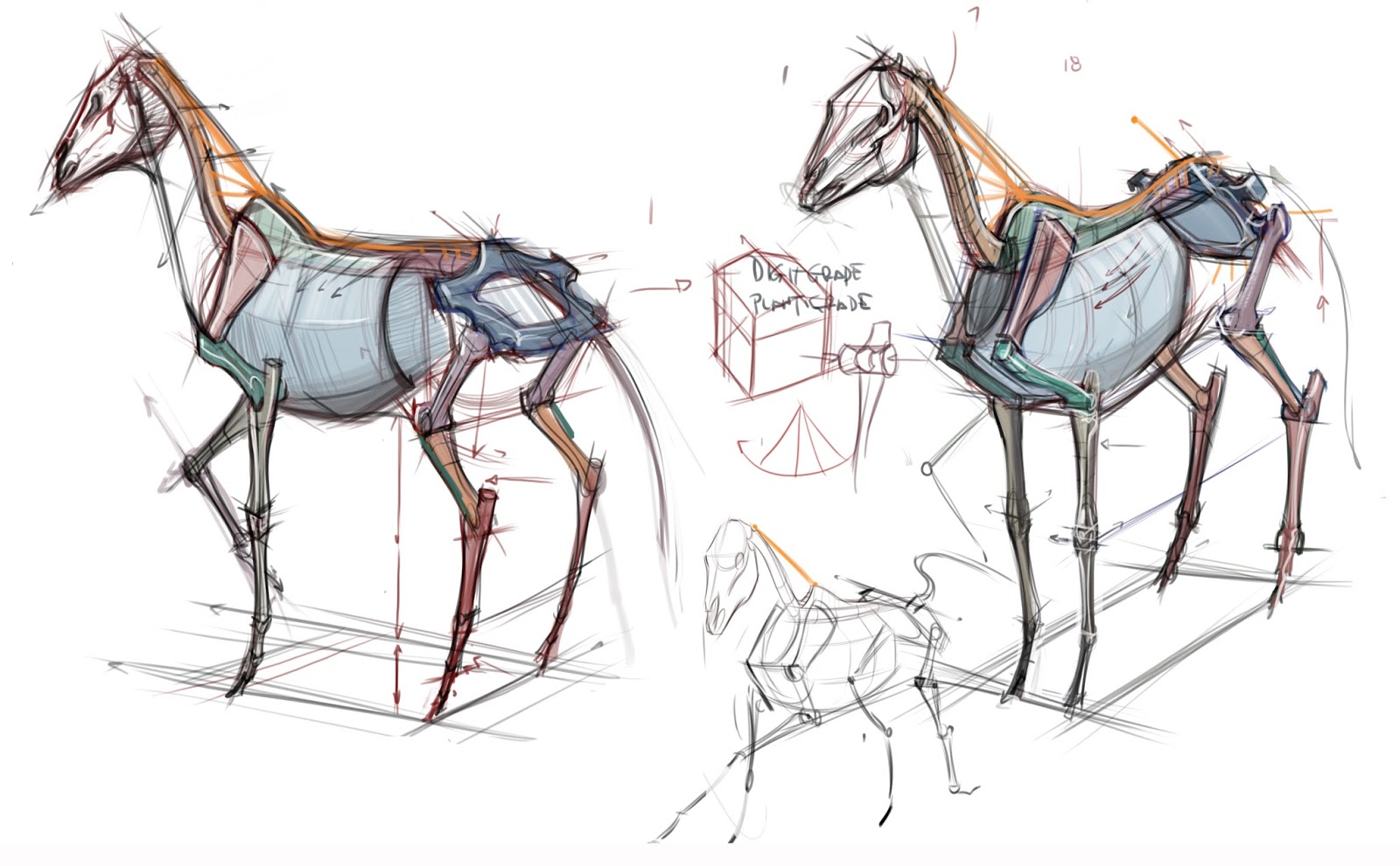 1600x991 news comparative anatomy - Horse Skeleton Drawing