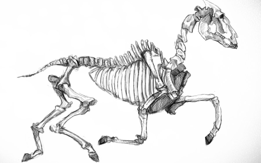900x564 Skeleton Drawing Horse For Free Download - Horse Skeleton Drawing