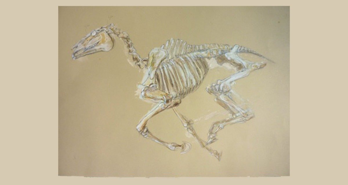 1200x640 do you have a horse skeleton in your closet artist julia midgley - Horse Skeleton Drawing