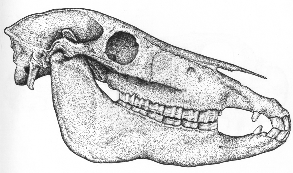 1024x607 horse skull drawing art in horse skull, male horse, skull - Horse Skull Drawing