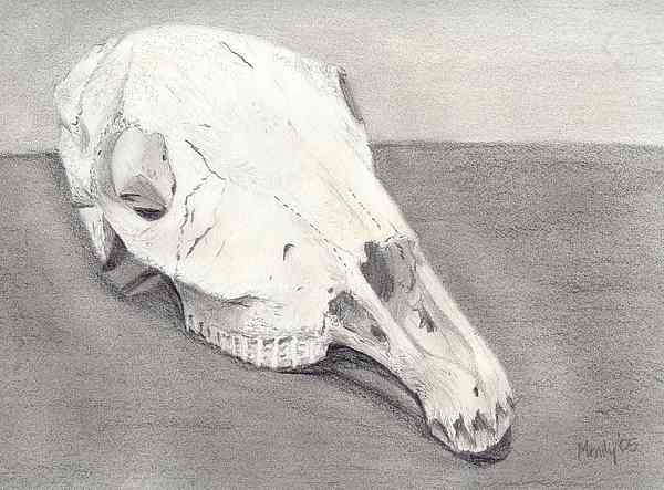 600x443 Horse Skull Drawing - Horse Skull Drawing