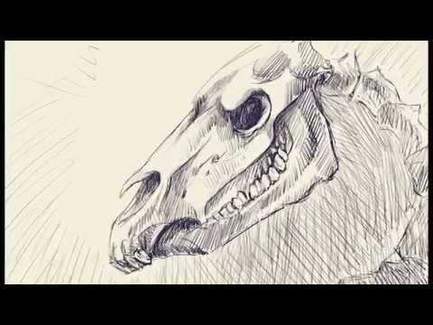 480x360 Horse Skull - Horse Skull Drawing