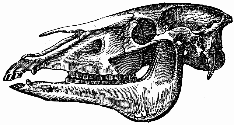 769x414 Horse Skulls - Horse Skull Drawing