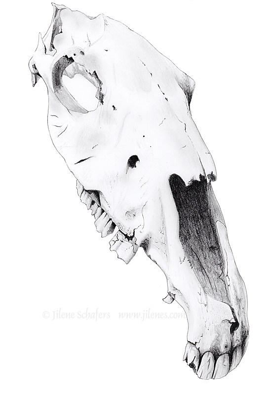 547x800 Nature Realism - Horse Skull Drawing