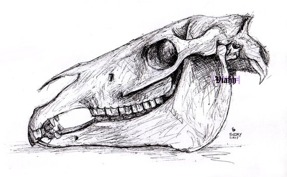 570x351 Original Horse Skull Study Drawing Etsy - Horse Skull Drawing
