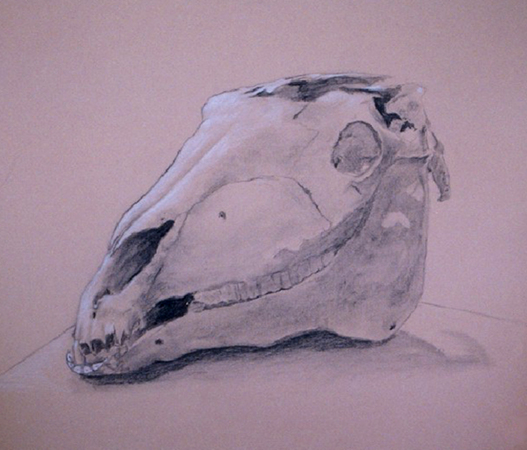 Horse Skull Drawing at PaintingValley.com | Explore collection of Horse ...