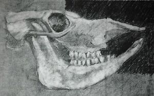 300x187 Skull - Horse Skull Drawing