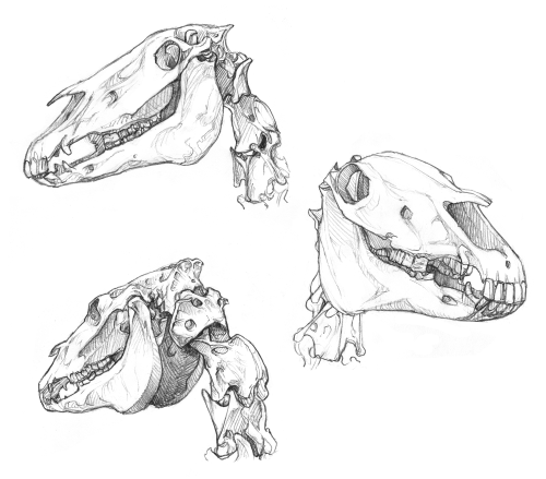 500x439 Studies Of A Horse Skull - Horse Skull Drawing