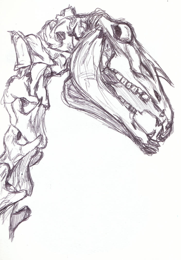 745x1072 Horse Skull, Reference Drawing - Horse Skull Drawing