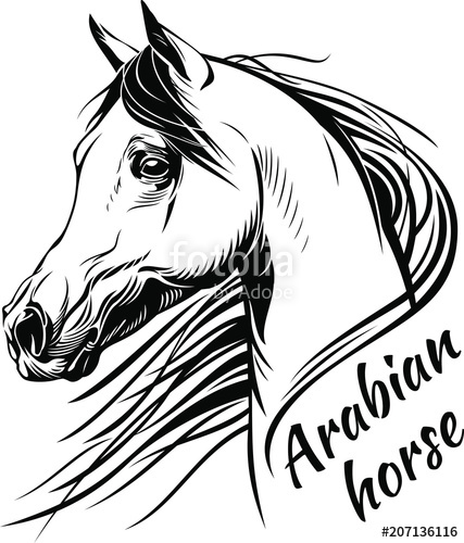 427x500 Vector Drawing Of A Horse's Head Arabian Horse Portrait Stock - Horse Vector Drawing