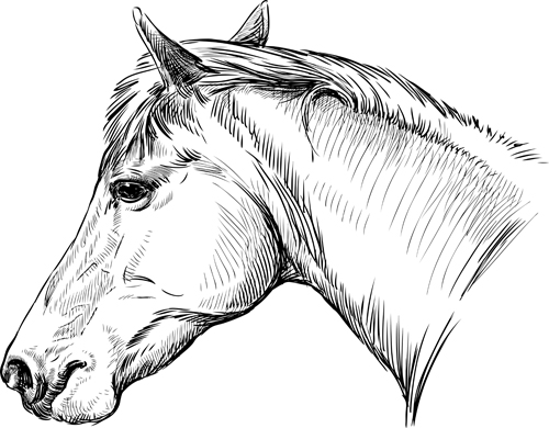 500x390 Draw Horses Vector Free Download - Horse Vector Drawing