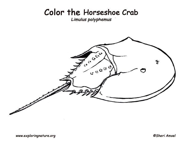 792x612 Horseshoe Crab Coloring - Horseshoe Crab Drawing