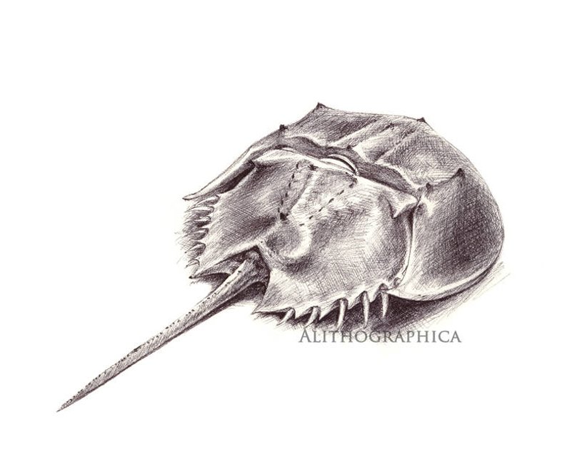794x665 Horseshoe Crab Print Ballpoint Pen Etsy - Horseshoe Crab Drawing