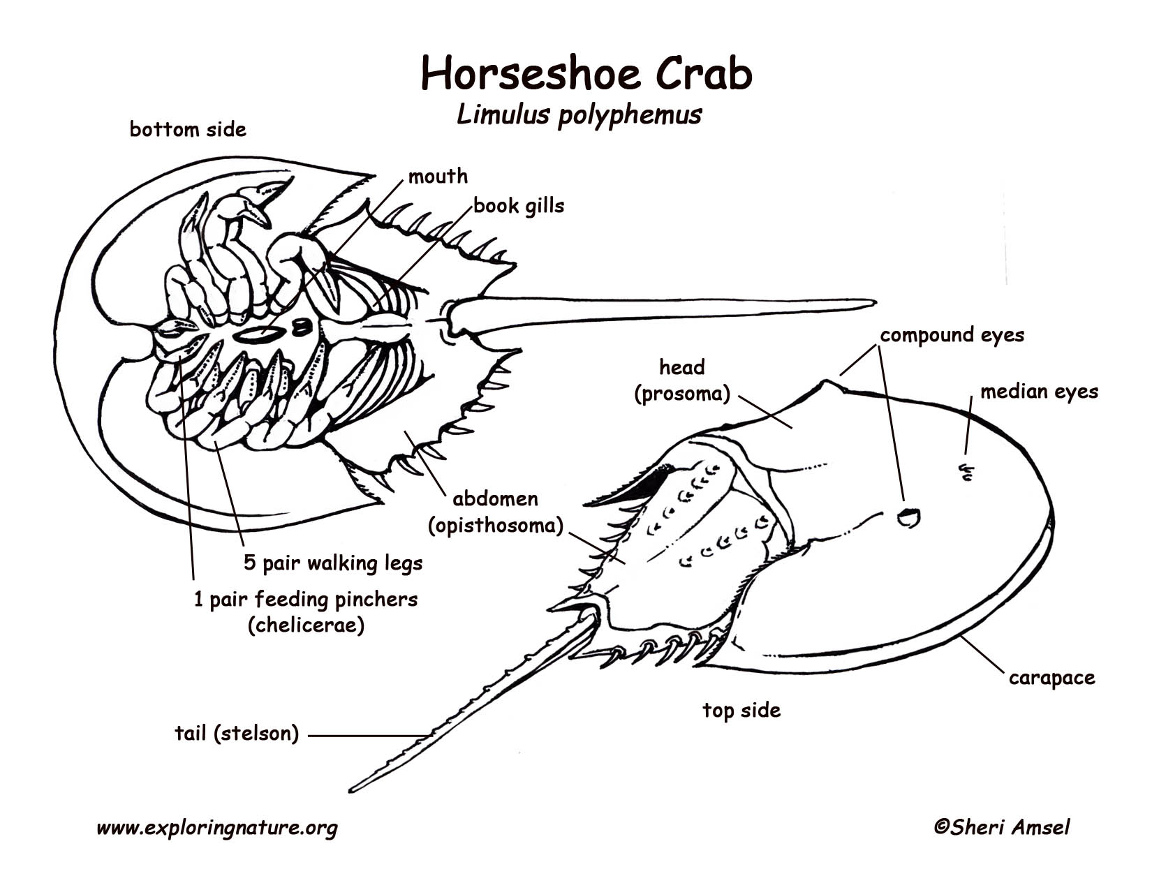 1650x1275 Horseshoe Crab - Horseshoe Crab Drawing