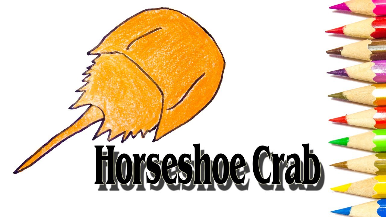 1280x720 How To Draw Horseshoe Crab Easy - Horseshoe Crab Drawing