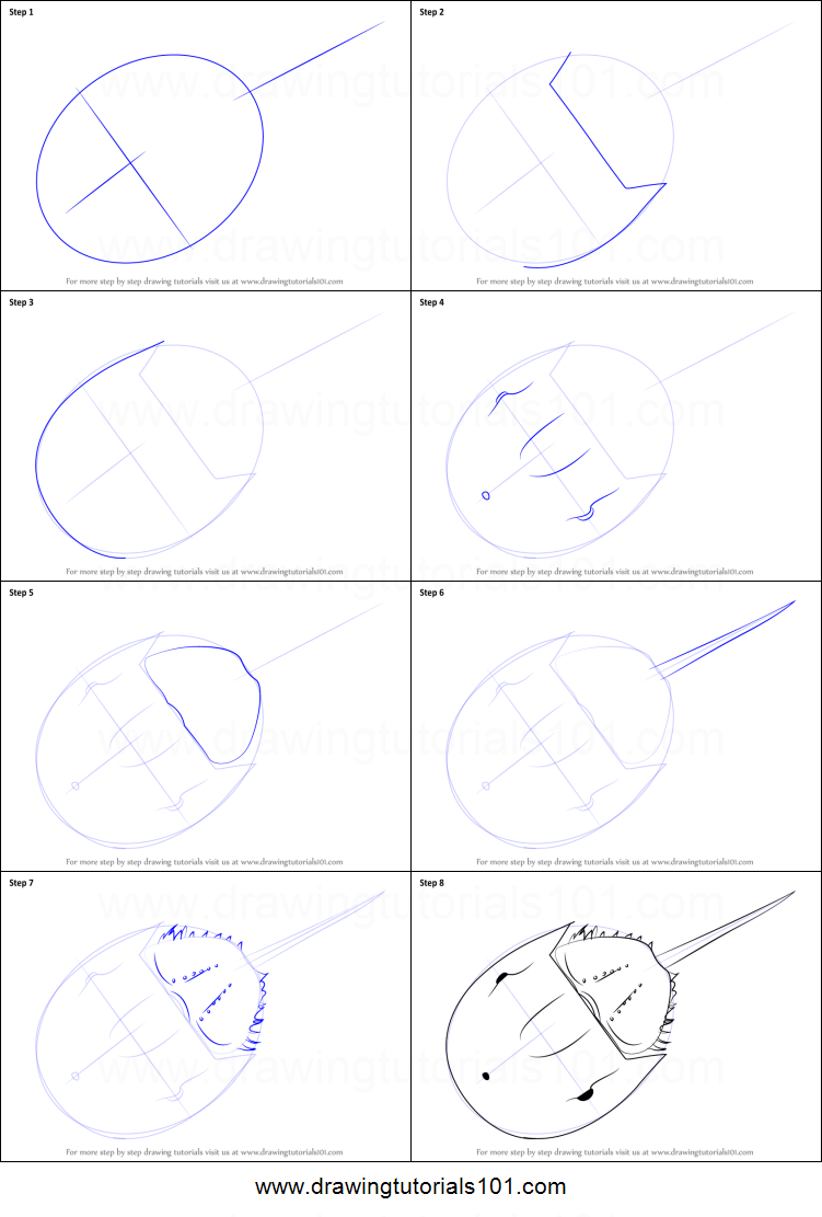 751x1111 How To Draw A Horseshoe Crab Printable Step - Horseshoe Crab Drawing
