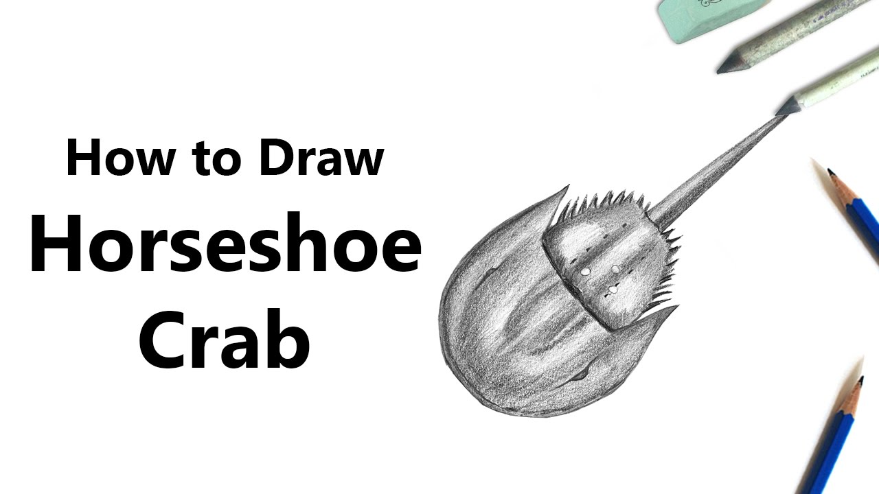 1280x720 How To Draw A Horseshoe Crab With Pencils - Horseshoe Crab Drawing