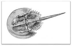 250x160 How To Draw Horse Shoe Crab Cartoon Drawing Step - Horseshoe Crab Drawing