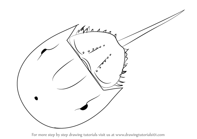 800x566 Learn How To Draw A Horseshoe Crab - Horseshoe Crab Drawing