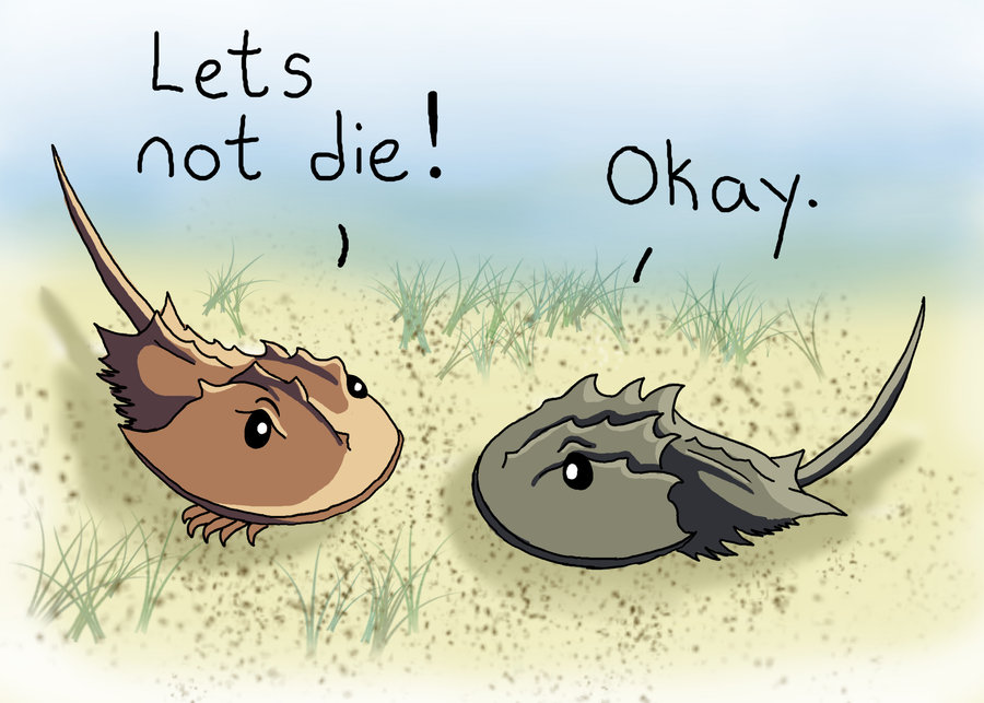 900x643 The Anxious Arthropods Ohio History Connection - Horseshoe Crab Drawing