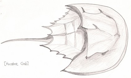 422x250 The Horseshoe Crab - Horseshoe Crab Drawing