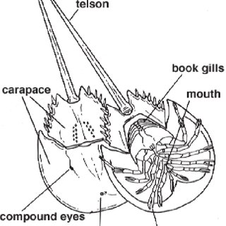 320x320 The Anatomy Of A Horseshoe Crab - Horseshoe Crab Drawing