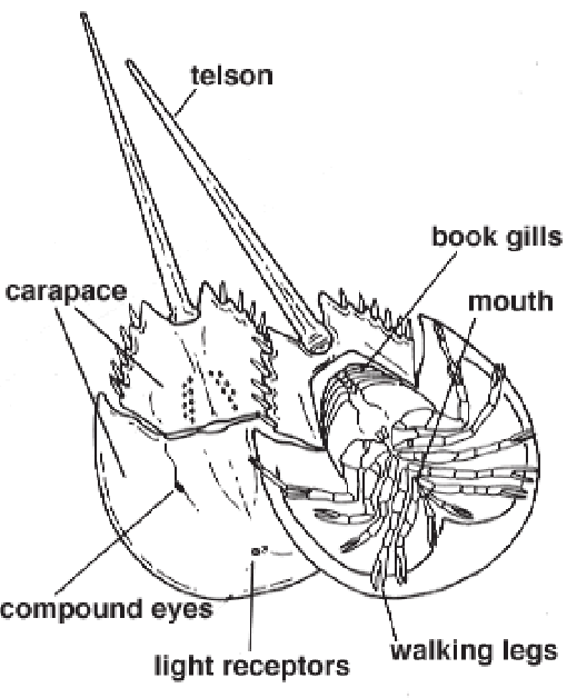 510x628 The Anatomy Of A Horseshoe Crab - Horseshoe Crab Drawing