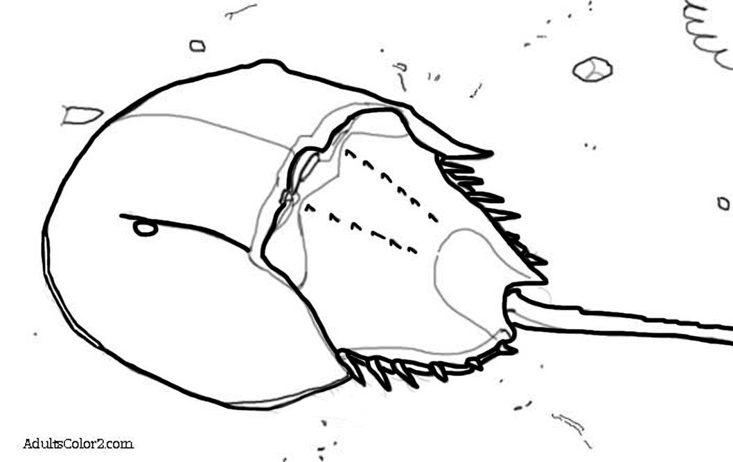 1058x667 Coloring Pages + Horseshoe Crab - Horseshoe Crab Drawing
