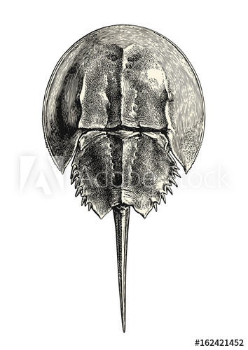354x500 Vintage Sea Life Animal Illustration Retro Drawing - Horseshoe Crab Drawing