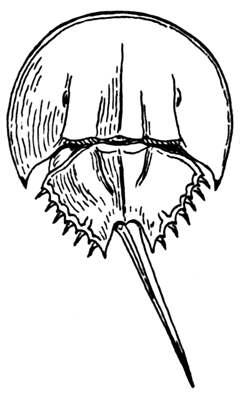 Horseshoe Crab Drawing at Explore collection of