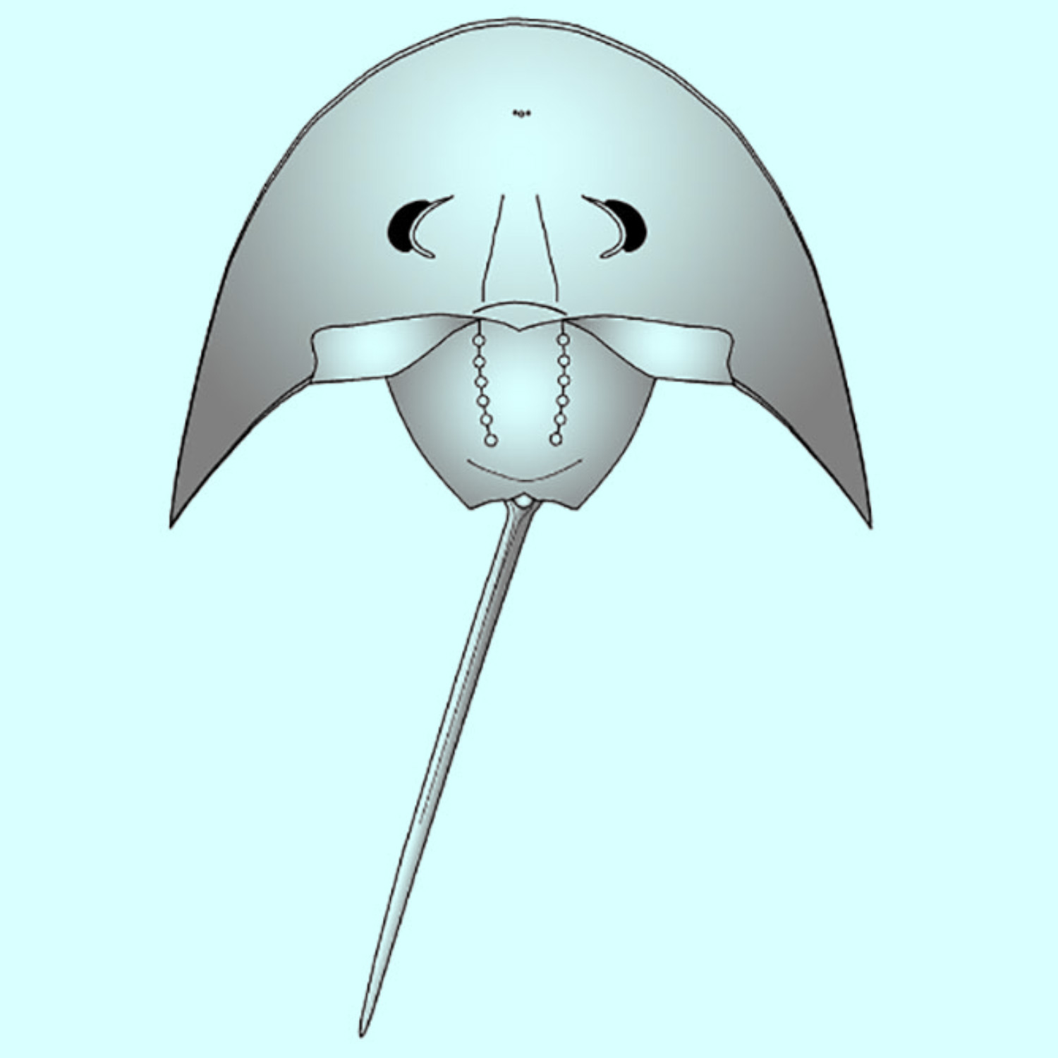 1500x1500 First Triassic Horseshoe Crab Fossil Found In North America - Horseshoe Crab Drawing