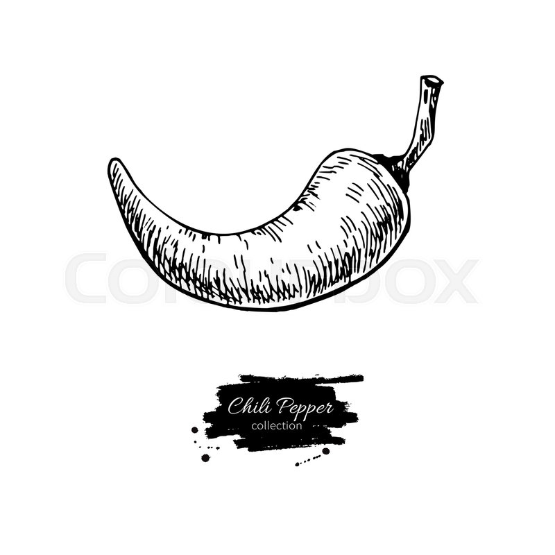 800x800 chili pepper hand drawn vector stock vector colourbox - Hot Pepper Drawing