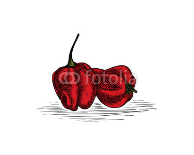 400x320 Fresh Hot Chili - Hot Pepper Drawing