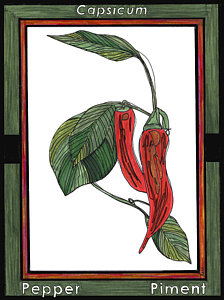 224x300 red hot peppers drawings fine art america - Hot Pepper Drawing