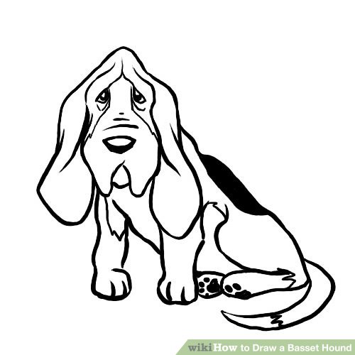 500x500 how to draw a basset hound steps - Hound Dog Drawing