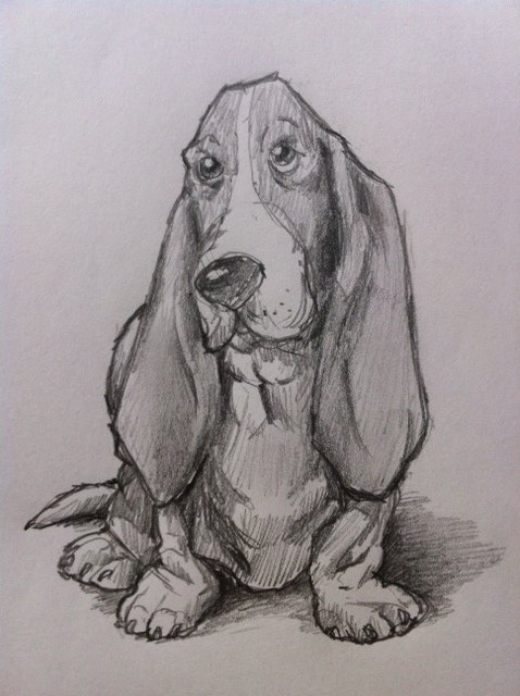 478x640 how to draw a basset hound dog feltmagnet - Hound Dog Drawing