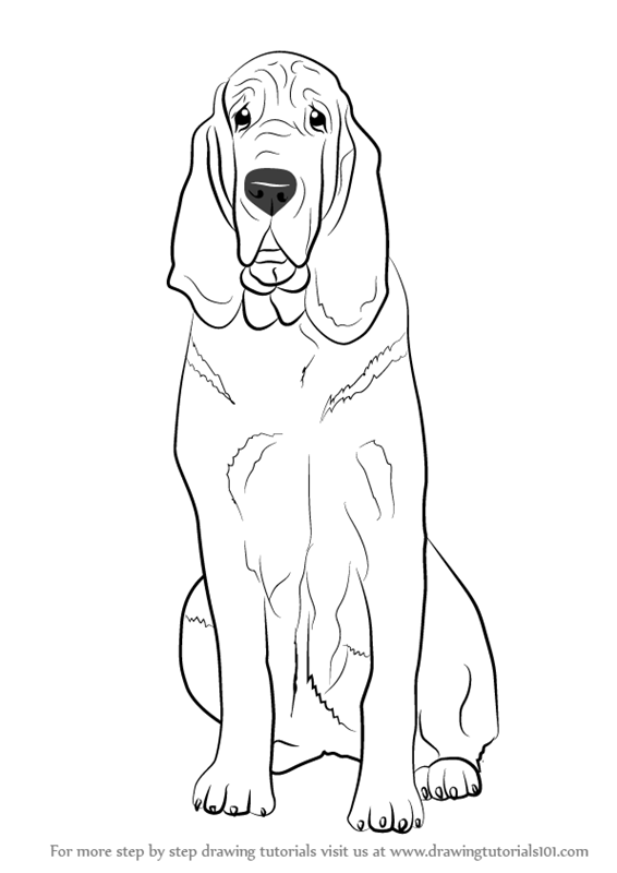 566x800 Learn How To Draw A Bloodhound Dog - Hound Dog Drawing