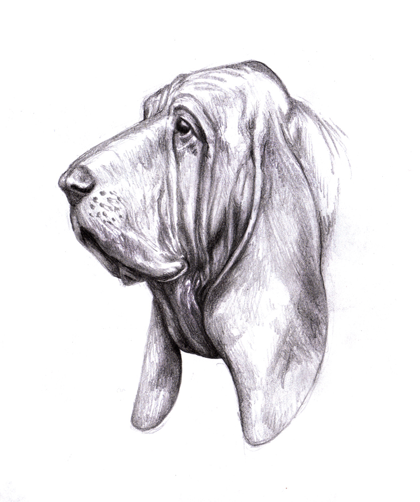 Hound Dog Drawing at Explore collection of Hound