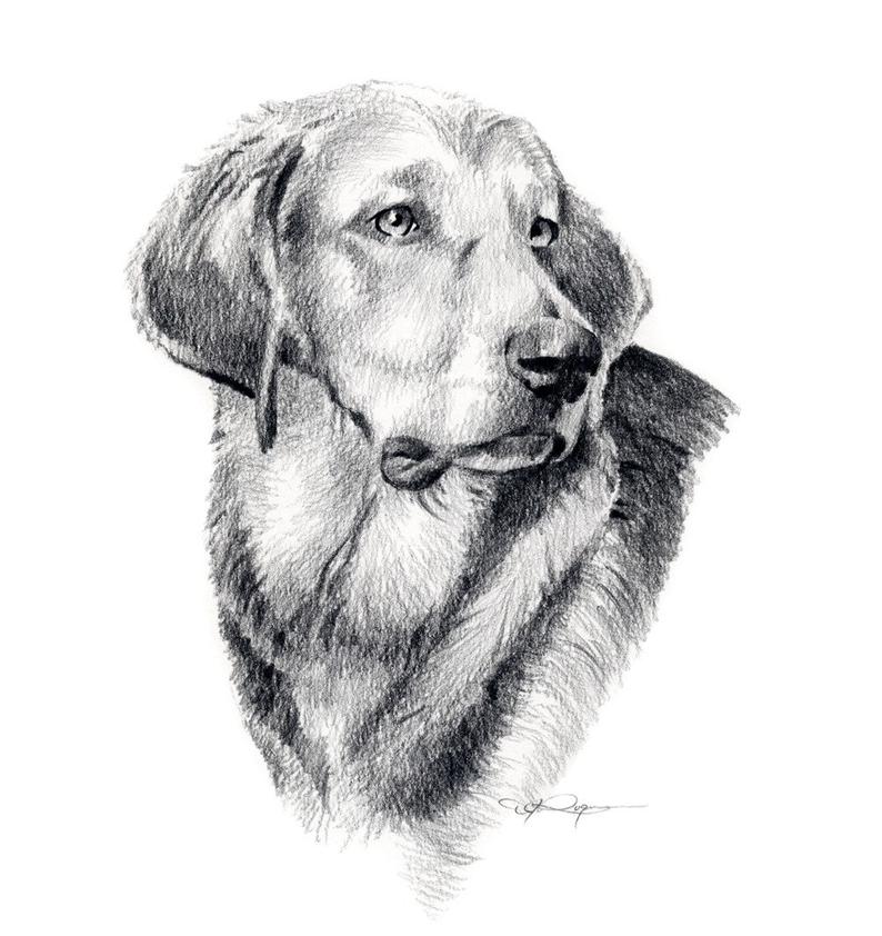 794x842 polish hound dog pencil drawing art print - Hound Dog Drawing