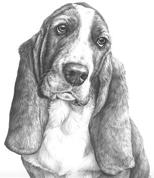 303x350 Pencil Portrait Mastery - Hound Dog Drawing