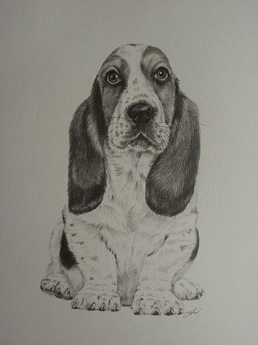 375x500 basset hound' - Hound Dog Drawing