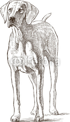 230x400 sketch of a hound dog buy photos ap images detailview - Hound Dog Drawing