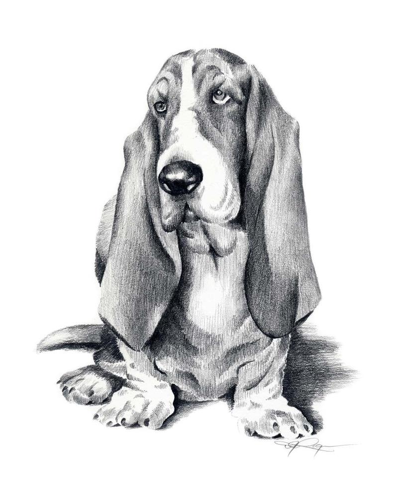 794x978 basset hound dog drawing art print - Hound Dog Drawing