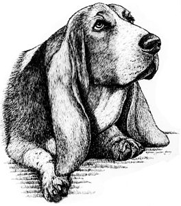 264x300 basset hound drawing - Hound Drawing