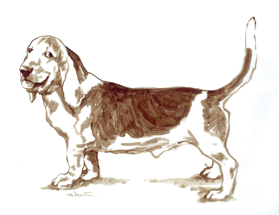 900x692 basset hound drawing - Hound Drawing